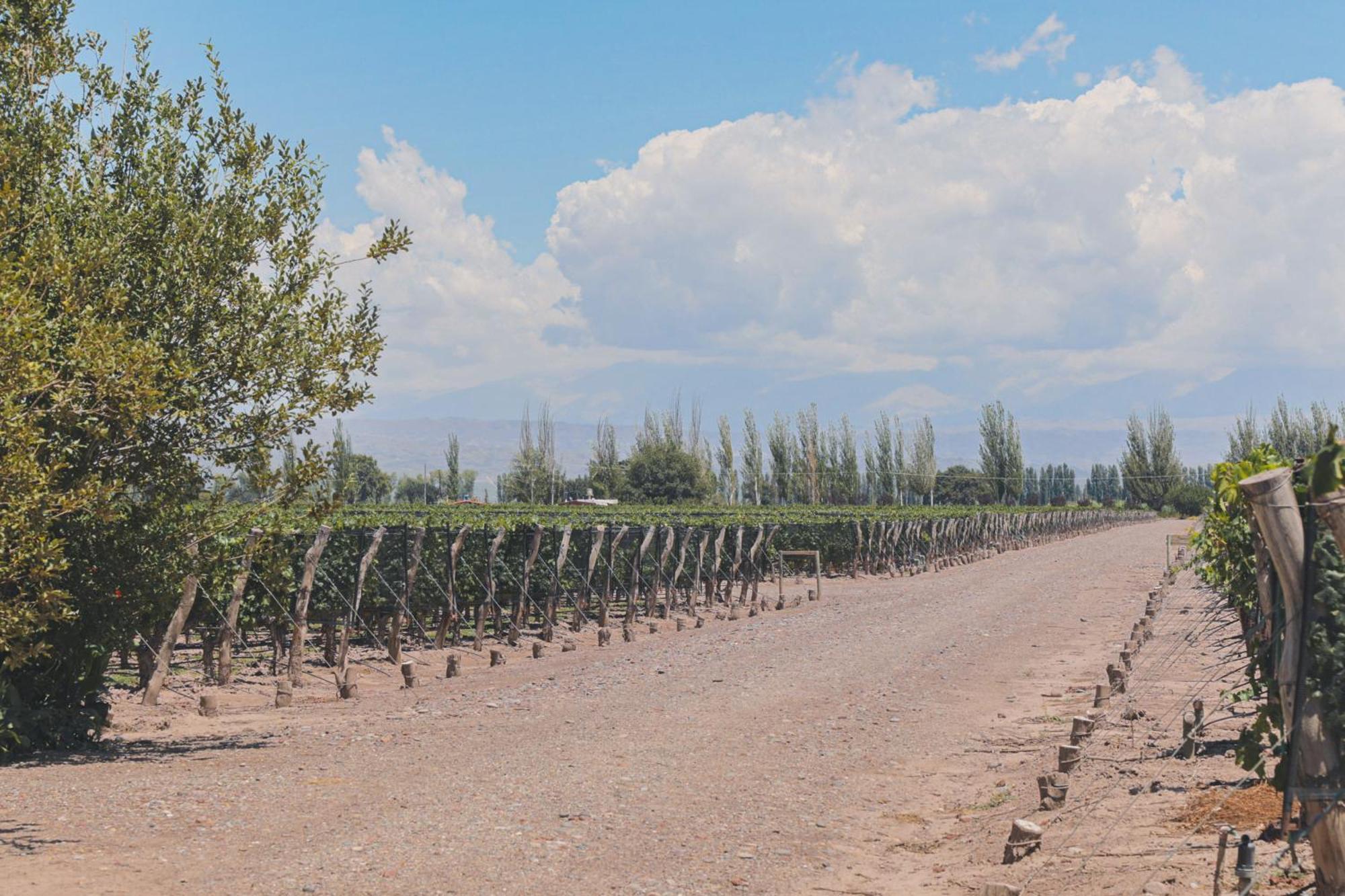 Enlace Wine House Lujan de Cuyo المظهر الخارجي الصورة